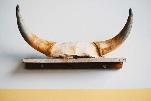 skull brown animal horn on brown shelf decor