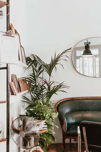 plant gray fan beside indoor green plants flora