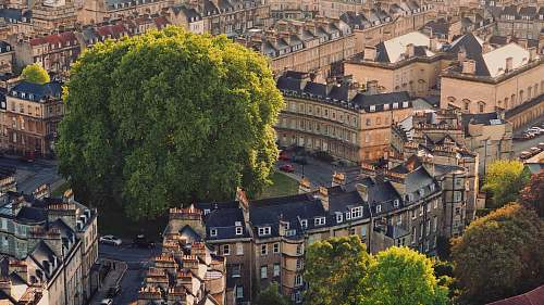 nature green tree surround by buildings outdoors