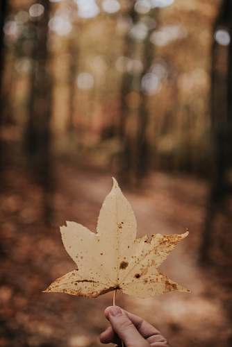 fall person holding brown leaf autumn