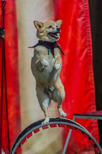 dog dog balancing on wheel pet