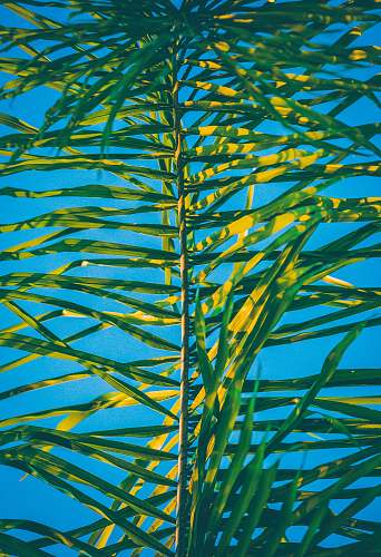 green green palm tree leaf at daytime plant