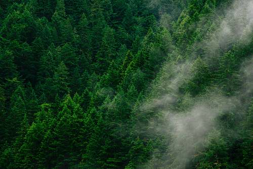 tree green pine trees during daytime forest