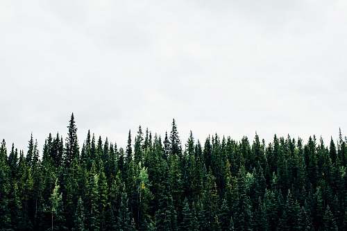 forest green plants with white background tree