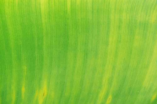 green  texture