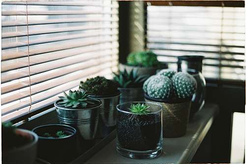 flora assorted succulents succulent