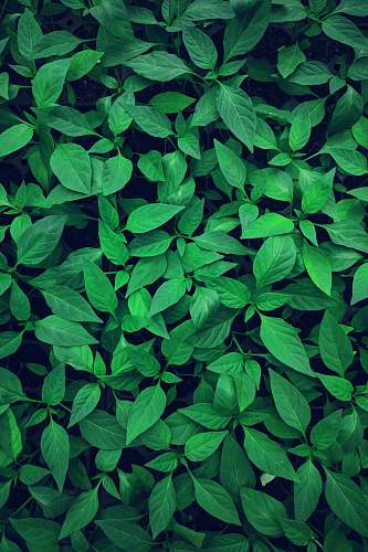 green close-up photography of green leafed plant flora