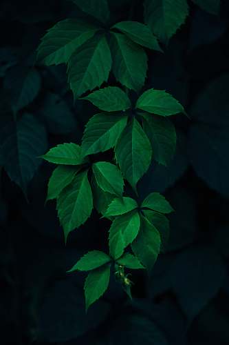 leaf closeup photo of green leafed plant green