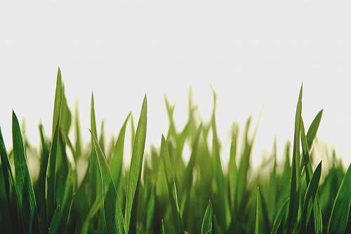 green closeup photography of green grassfield grass
