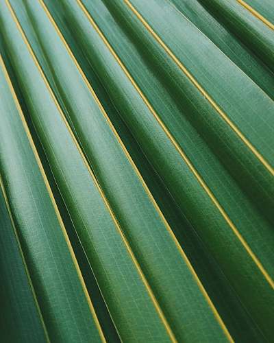 green coconut leaf texture