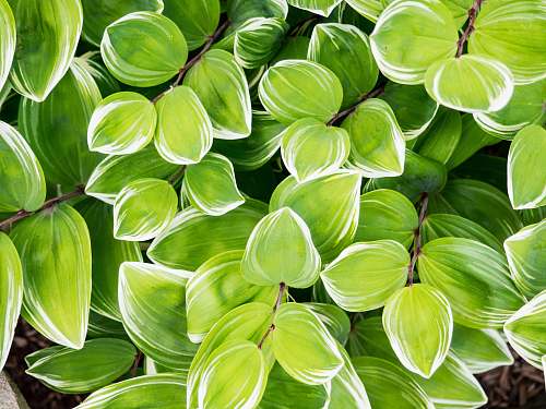 green fill the frame photography of green plants elaf