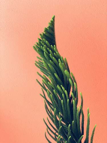 flower green and brown leaf plant backgrounds