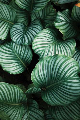 leaf green and white leafed plants green