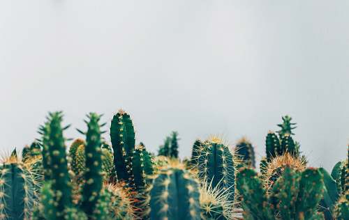 nature green cacti cactus