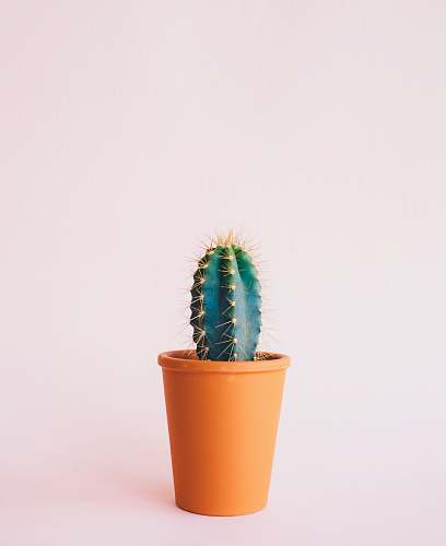 cactus green cactus plant on brown pot pottery