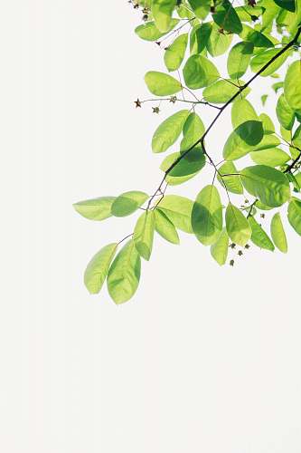 green green flowering plant leaf