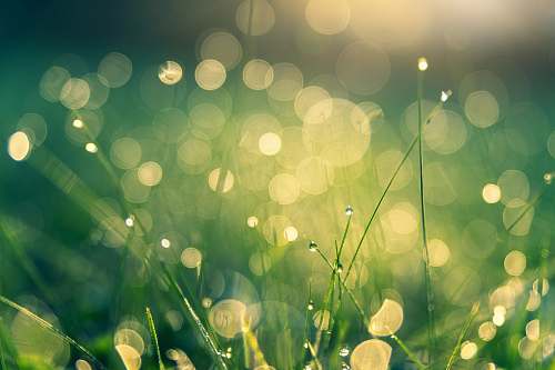 green green grasses grass
