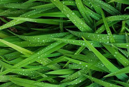 green green indoor grass grass