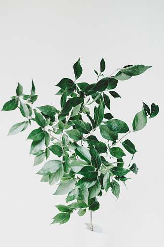 leaf green leaf plant flora