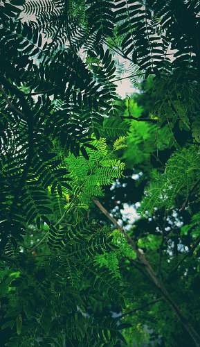 leaf green leaf tree green