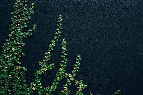 green green leaf vines on black painted wall flora