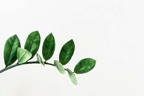 green green leafed plant clip art leaf