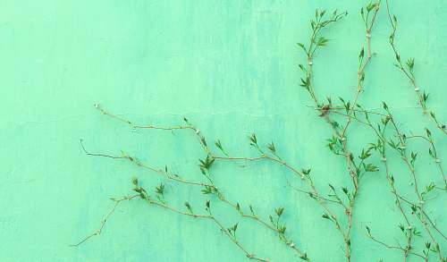 green green leafed plant leaf