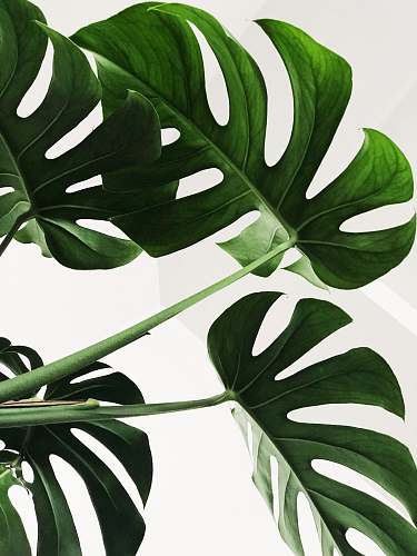 green green leaves nature