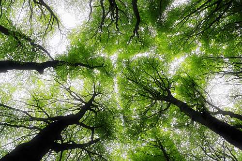 tree low angle photography of trees during daytime vegetation
