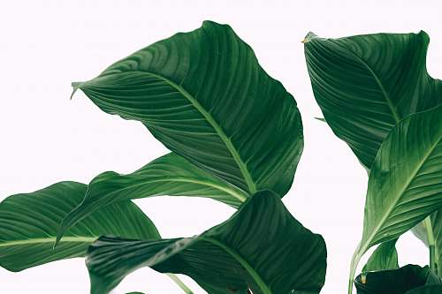 green peace lily leaves greenery
