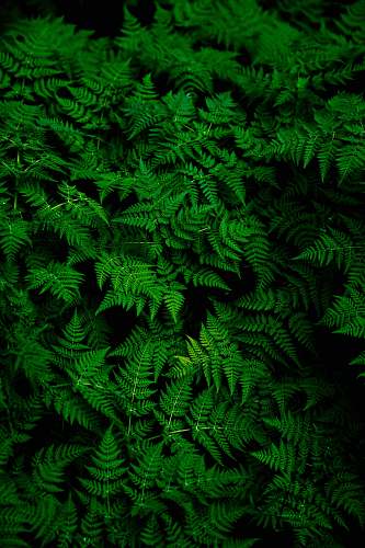 fern photo of green fern plant green