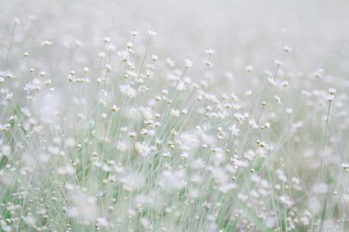 grey photo of white flowers during daytime grass
