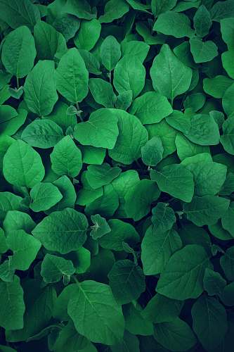green photography of green leaves greenery