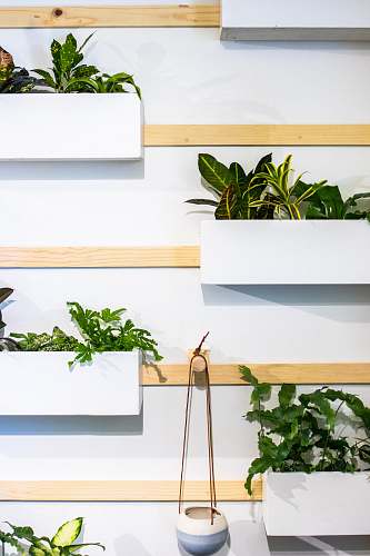 flora plants hanged on white wall jar