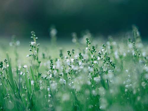 nature shallow focus photo of white flowers grass