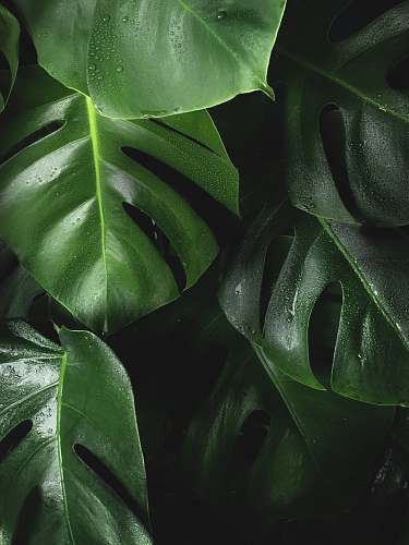 green shallow photography of leaves leaf