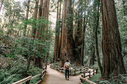 redwood man wearing gray T-shirt standing on forest walking