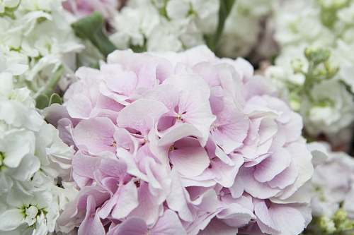 blossom pink flower in macro shot geranium