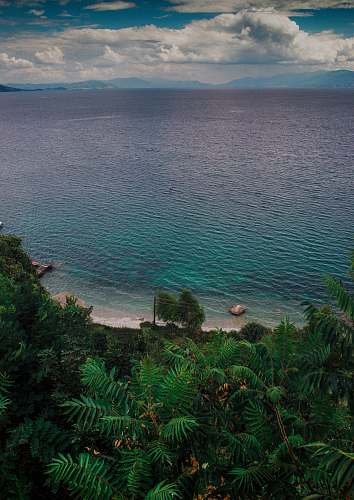 sea palm tree water