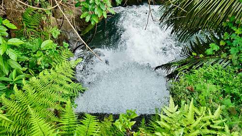nature green plant beside water falls fern