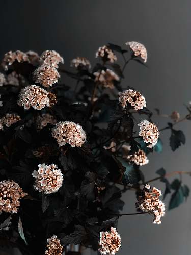 blossom white and brown flowers in tilt shift lens flower