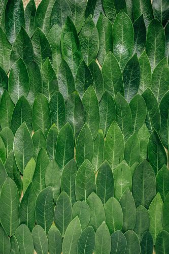 red plant leaves