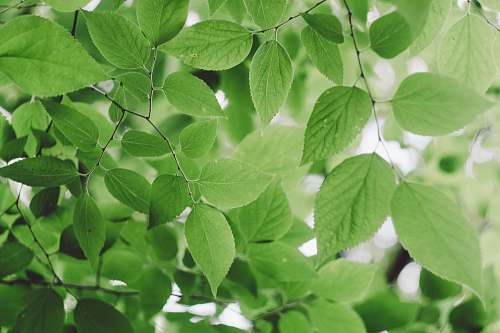  green leafed tree during daytime 