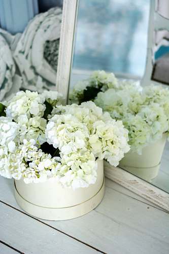 graphics bouquet of white cluster flowers floral design