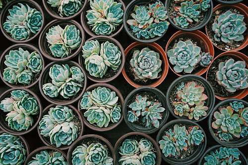 porcelain green succulent plants pottery