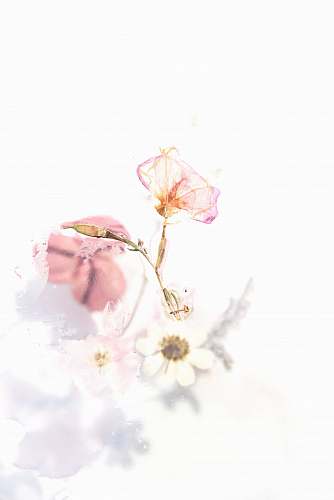 graphics pink flowers painting floral design