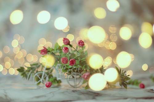graphics selective focus photography of pink flower bouquet pattern