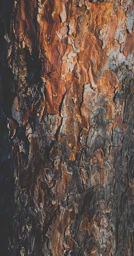 painting tree trunk tree