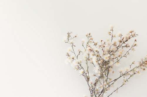 jar white flowers flower