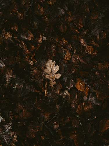 painting withered leaf on ground grey